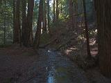 Muir Woods 003